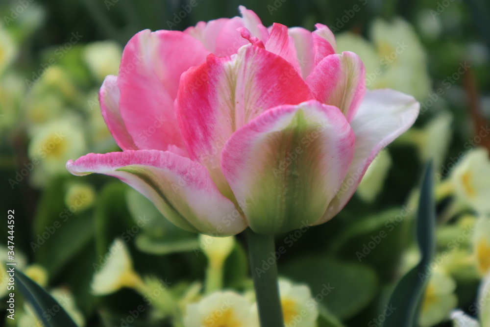 Pink terry tulip flower in the garden