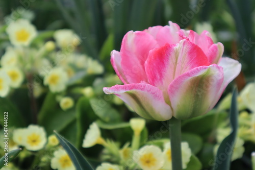 Pink terry tulip flower in the garden