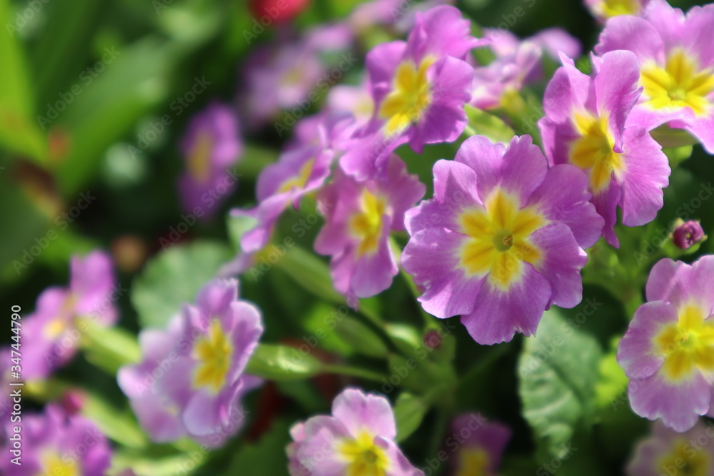 Purple primrose flowers in the garden
