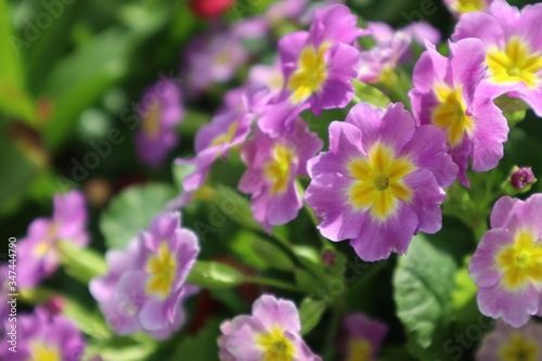 Purple primrose flowers in the garden 