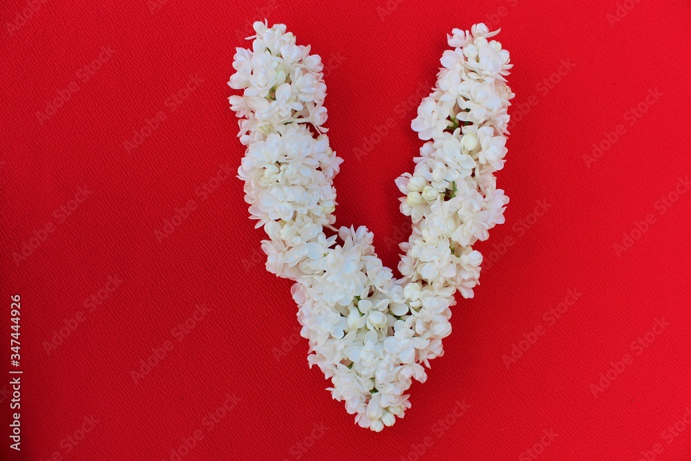 Letter V made from flowers of white lilac on a red background. Flowers composition. Flat lay. Letter V made of white flowers. Spring concept. Floral letters of the alphabet for design and decorati