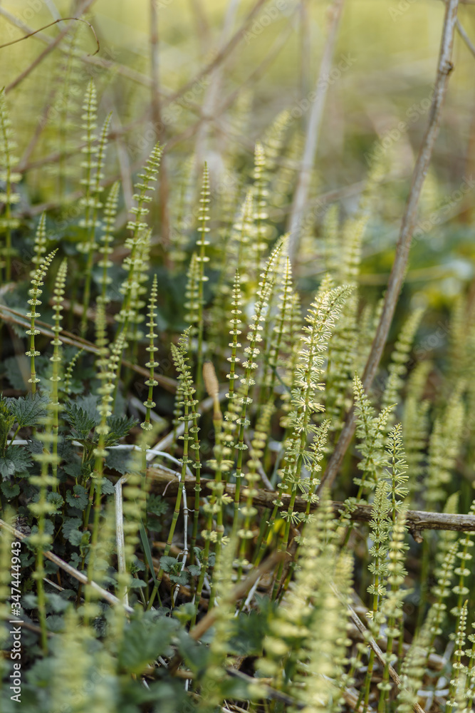 green plants of unusual shape close-up microcosm . green plants of unusual shape close-up microcosm .