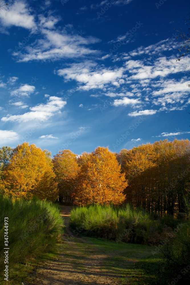 autumn landscape with trees