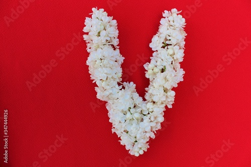 Obraz na płótnie Letter V made from flowers of white lilac on a red background. Flowers composition. Flat lay. Letter V made of white flowers. Spring concept. Floral letters of the alphabet for design and decorati w salonie