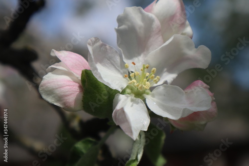 Apple tree flowers. Blooming apple orchard in spring. 