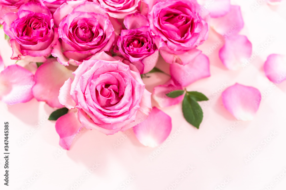 Pink roses Pink roses