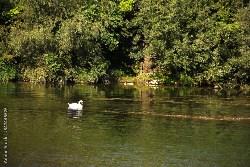 Swan in the lake