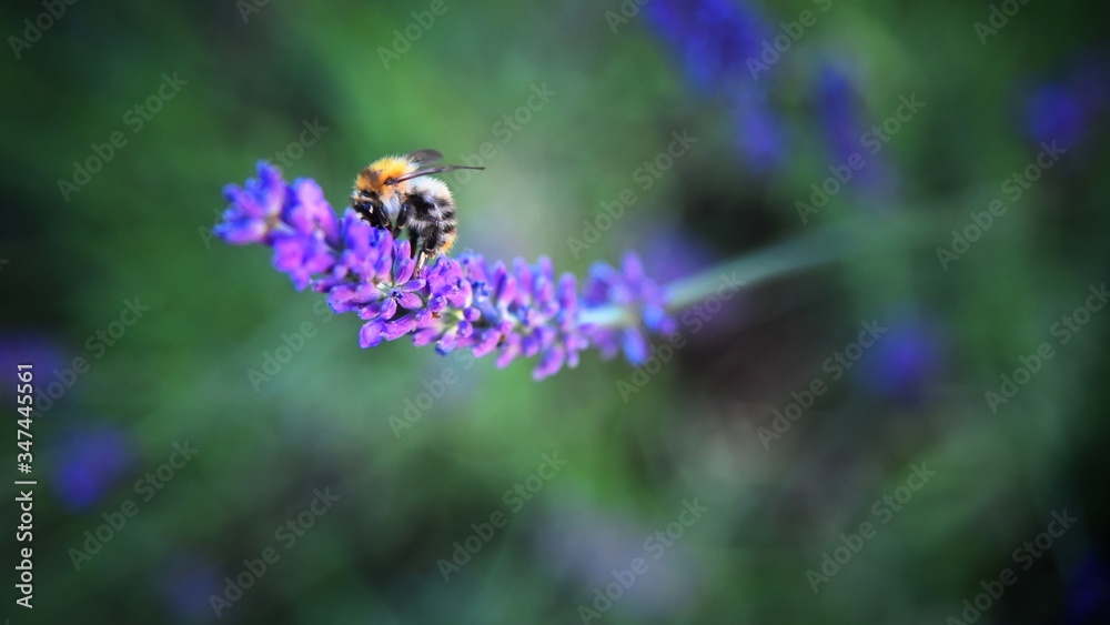 bee on lavender bee on lavender