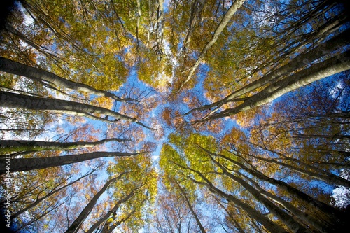 Fototapeta Naklejka Na Ścianę i Meble -  trees in the sky