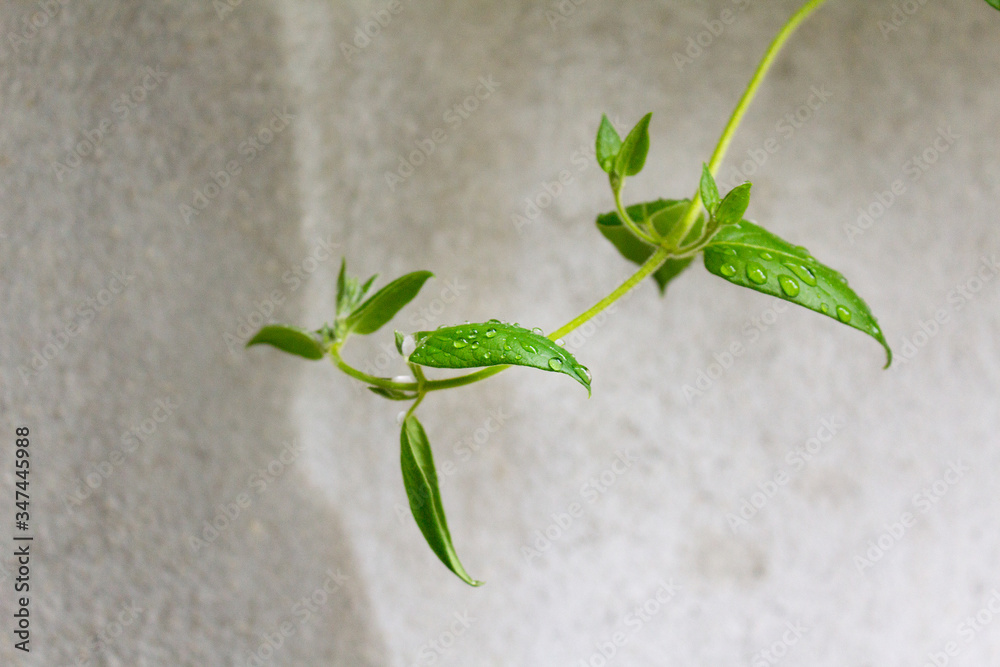 Naklejka Close up green fresh new leaves of spring plant branch on grey concrete wall ecology organic vegan concept