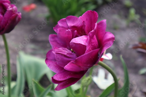 Purple terry tulip in the garden