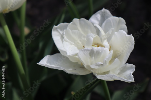White Terry Tulip Flower in the Garden
