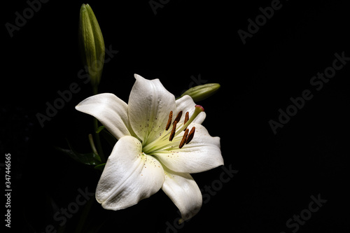 White lily isolated on black background with text space