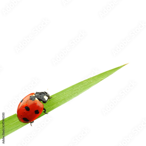 Obraz na płótnie ladybug on grass