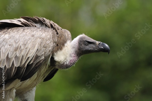 The white-backed vulture Gyps africanus portrait