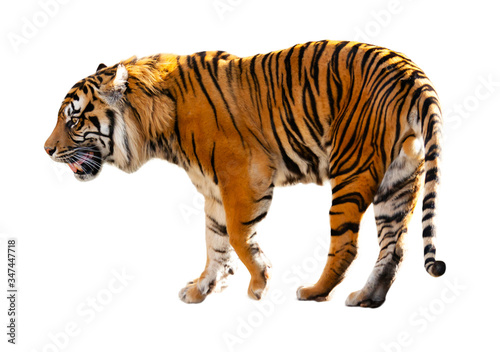  tiger . Isolated over white