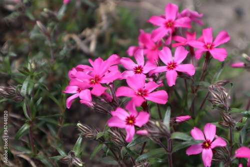 Phlox flowers in the flowerbed