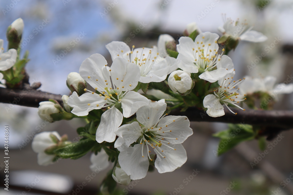 Obraz premium Plum tree flowers. Blooming spring garden.