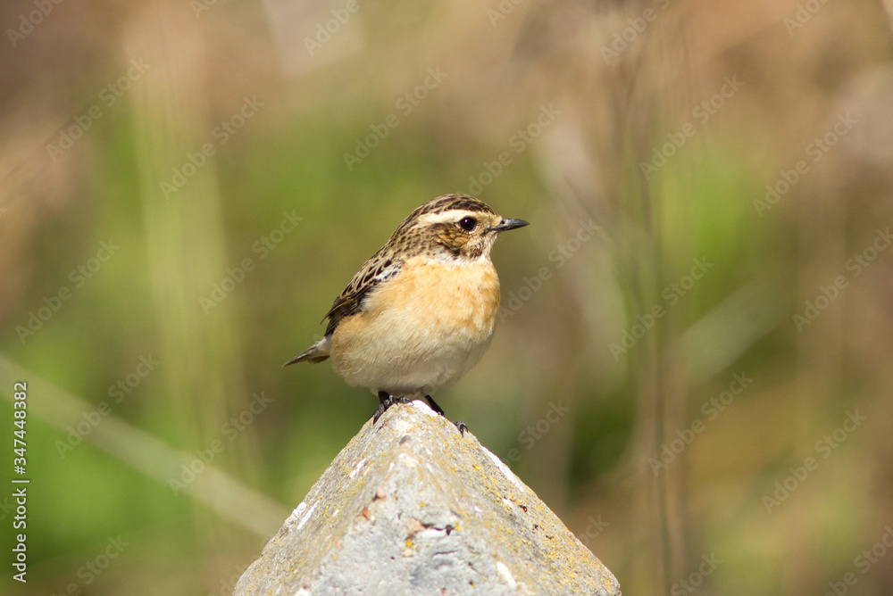 Naklejka premium Whinchat (Saxicola rubetra) sits on the column