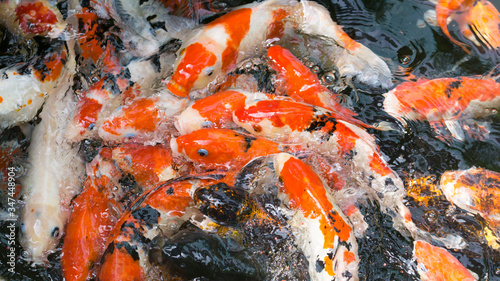 Colorful fancy carp fish or koi fish in ponds garden. Selective focus