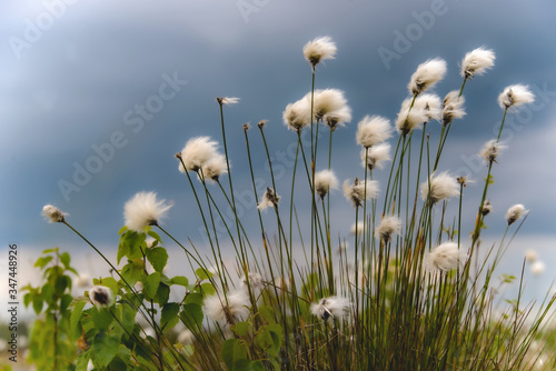 Eriophorum  Wollgr  ser im Hochmoor der Naturschutzgebiete 