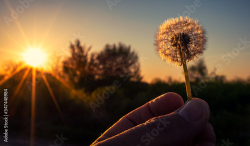 Human hand holding a dandelion at sunset