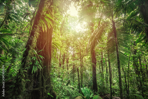 Fototapeta Naklejka Na Ścianę i Meble -  Thick vegetation in Basse Terre jungle