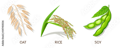 Oat, Rice, Soy Icon Set. Vector Illustration.
