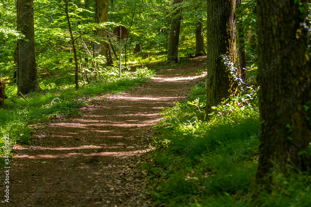 Fototapeta Walking trail through the forest on the Lemberg