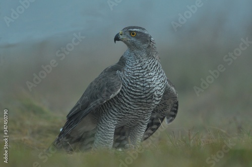 Face to face with Northern Goshawk Accipiter gentilis
