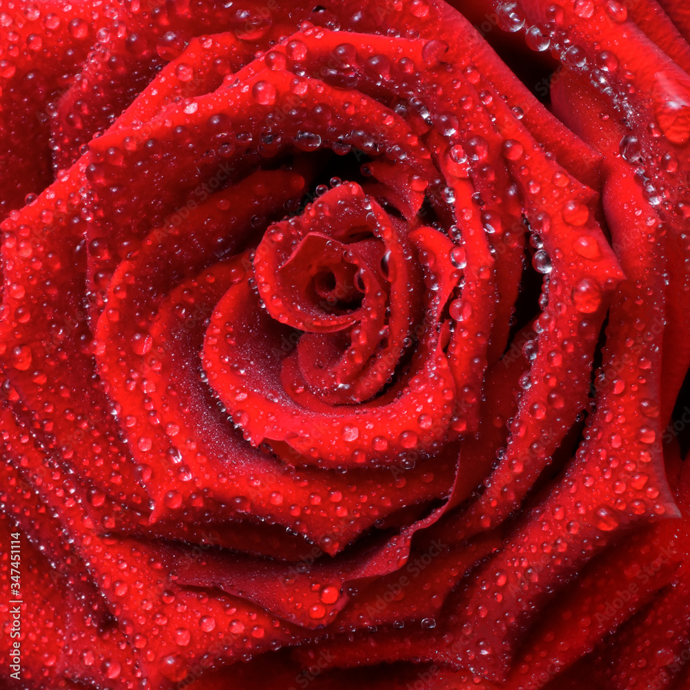 lush red rose with drops of dew, background, greeting card for March 8 lush red rose with drops of dew, background, greeting card for March 8
