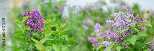 Spring blooming lilac on a blurry background with bokeh effect. © Anatoliy