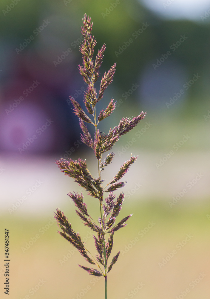 Fototapeta premium Wilde Gräser auf Wiese