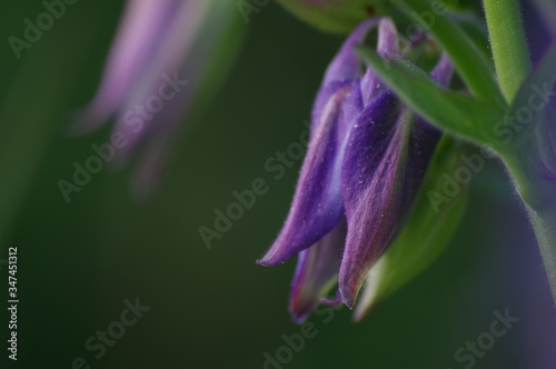 Fototapeta Naklejka Na Ścianę i Meble -  close up of purple flower