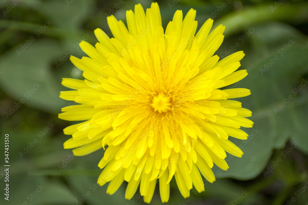 Dandelion on a beautiful spring green and blooming meadow, close-up.