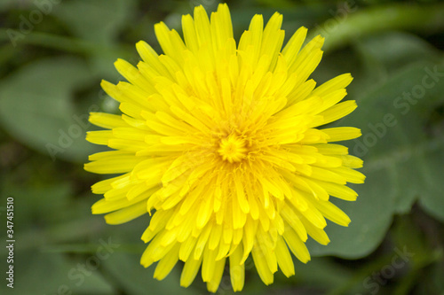 Dandelion on a beautiful spring green and blooming meadow  close-up.