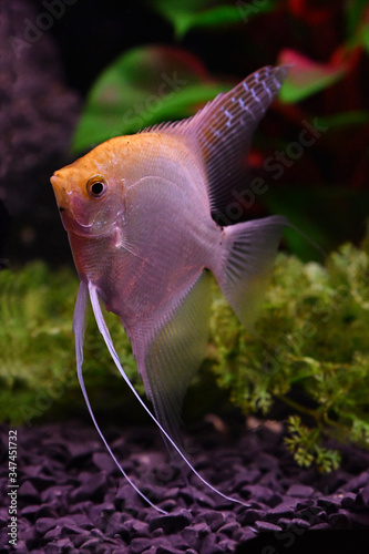 The angelfish Pterophyllum scalare in aquarium
