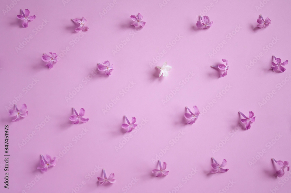 many small purple lilac flowers and one white lilac flower are scattered on a pink background. composition of spring flowers top view. pattern of flowers.