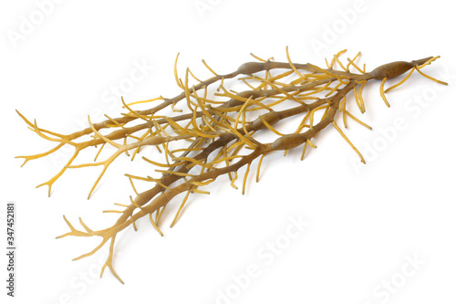 Brown seaweed (Ascophyllum nodosum)