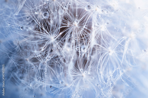 Dandelion with drops macro