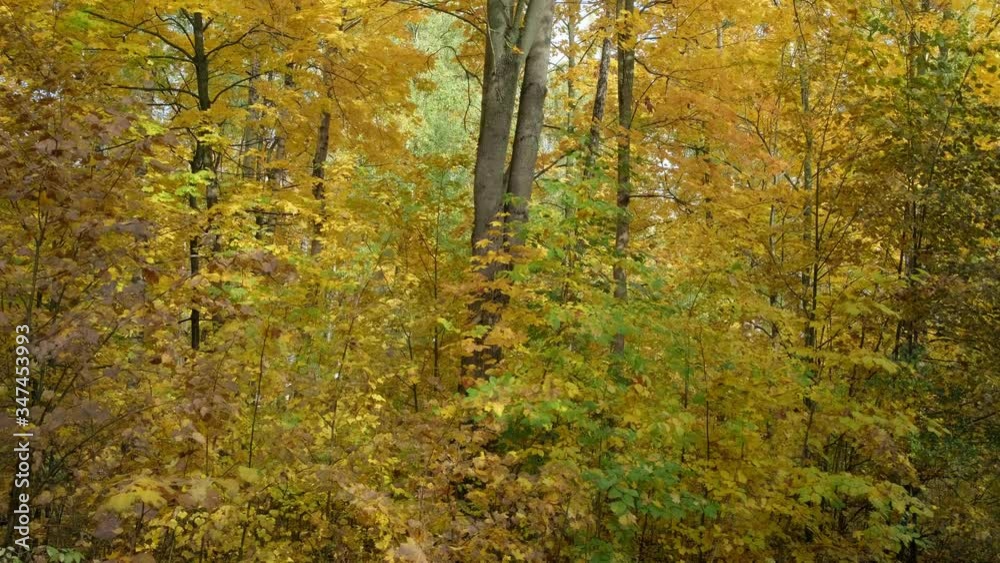Beautiful autumn tree with yellow leaves in forest Beautiful autumn tree with yellow leaves in forest