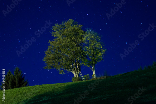 Beautiful maple tree (Acer pseudoplatanus) in the Alps at night with stars in the background © Sander V.w.