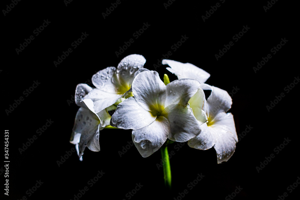 Fototapeta premium white crocus flowers