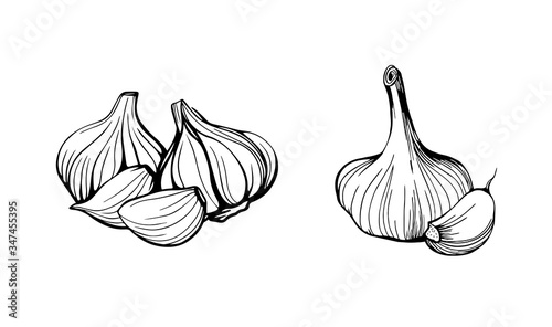garlic isolated on white background. Set of garlic. Strengthening the immune system. Hand drawn vector illustration in Doodle style