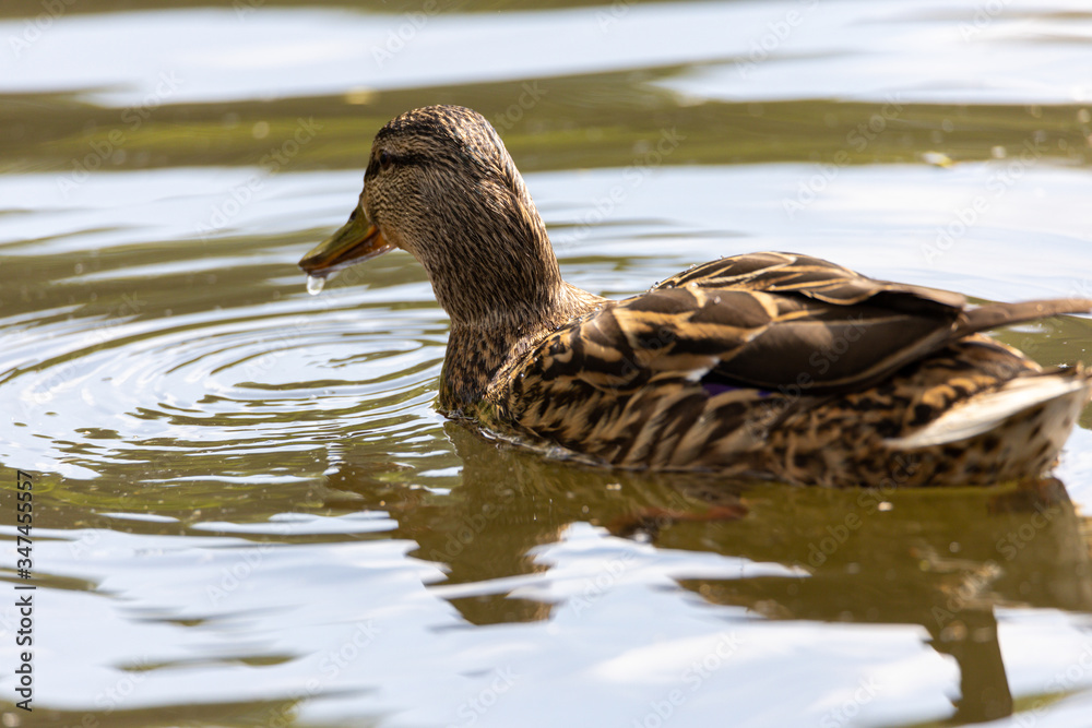 Mallard anas platyrhynchos duck swims in the pond. Sunny day. Mallard anas platyrhynchos duck swims in the pond. Sunny day.