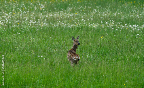 One last look at the deer