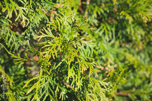 Bright green cypress pine tree branches close-up. Thuja tree.