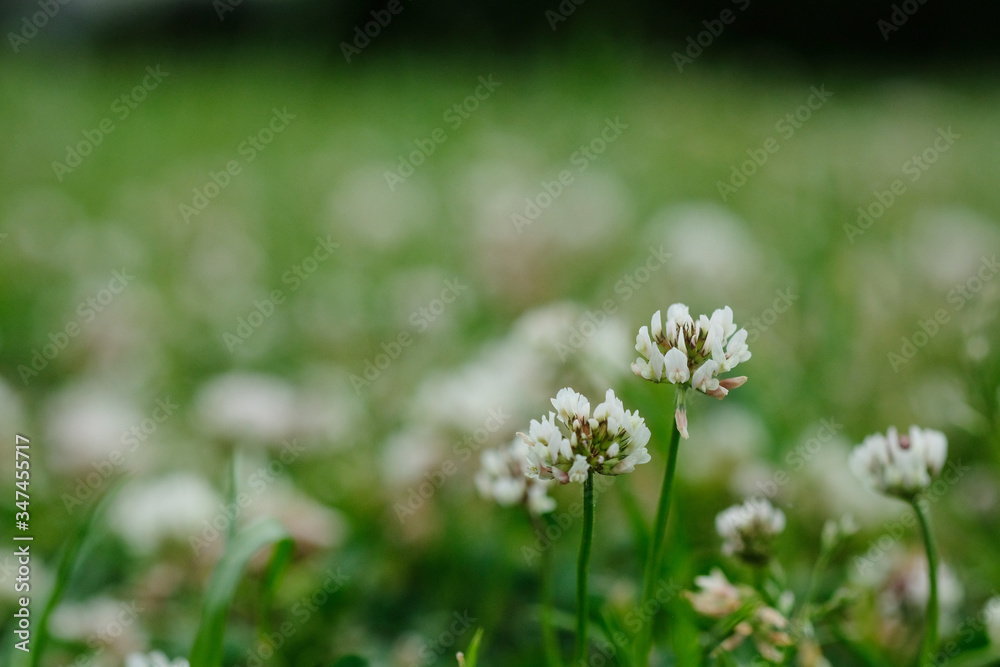 野原のシロツメクサ。White clover or Trifolium repens in grass, spring time Japan 野原のシロツメクサ。White clover or Trifolium repens in grass, spring time Japan