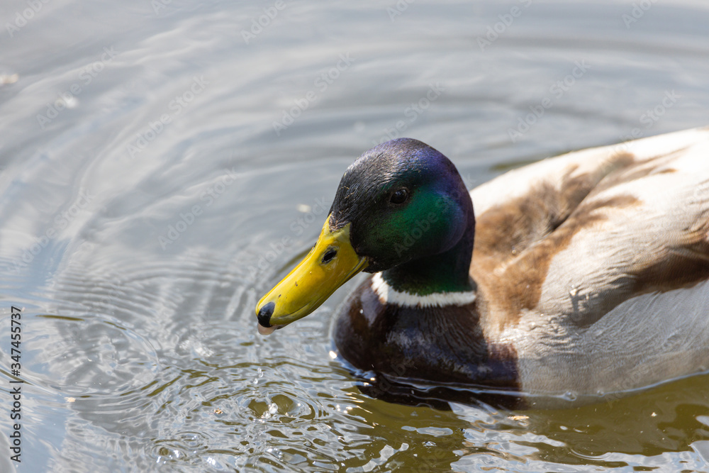 Obraz premium Mallard anas platyrhynchos duck swims in the pond. Sunny day.