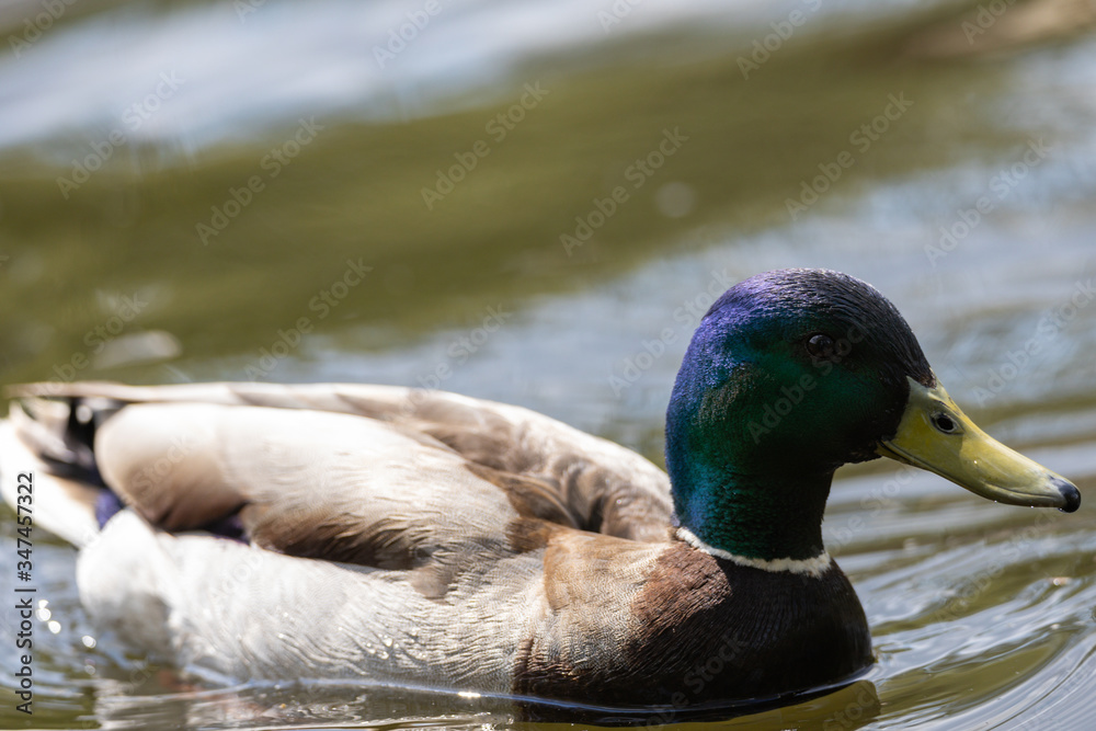 Obraz premium Mallard anas platyrhynchos duck swims in the pond. Sunny day.